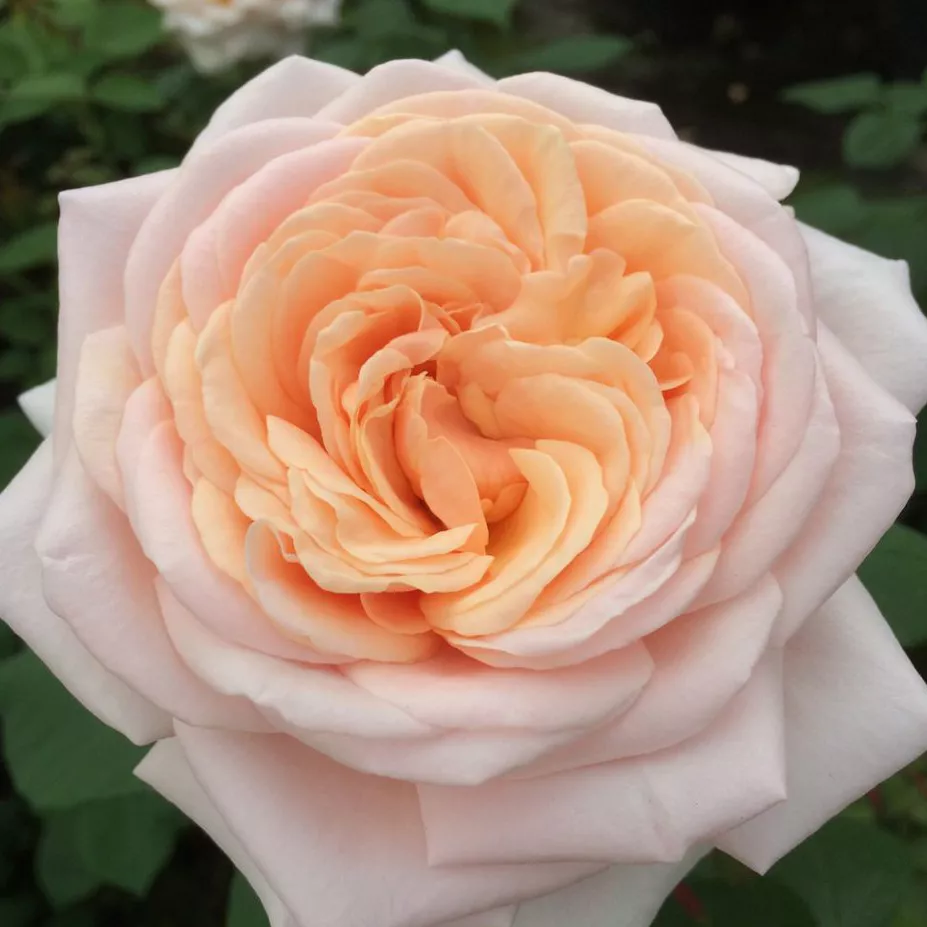 Роза чайно-гибридная Кураж штамб v11 90см Dem 