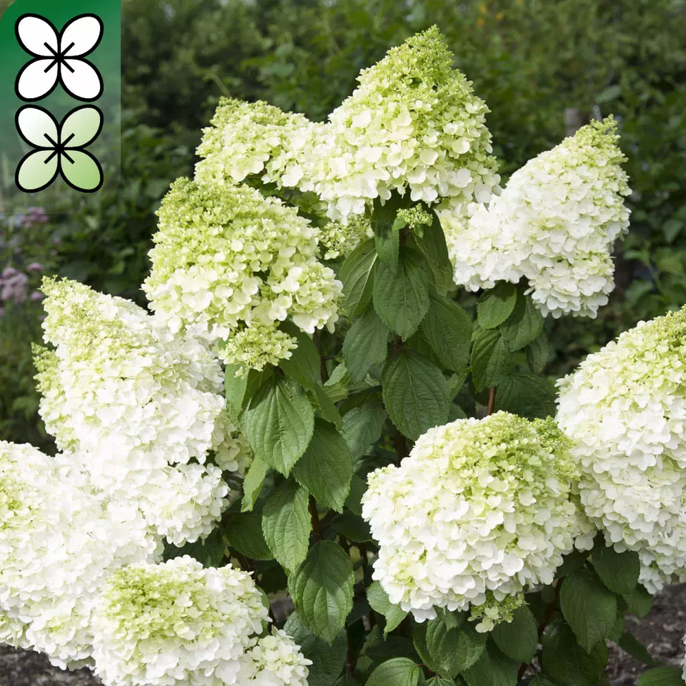 Гортензия метельчатая Меджикал Мунлайт v3 Lav 