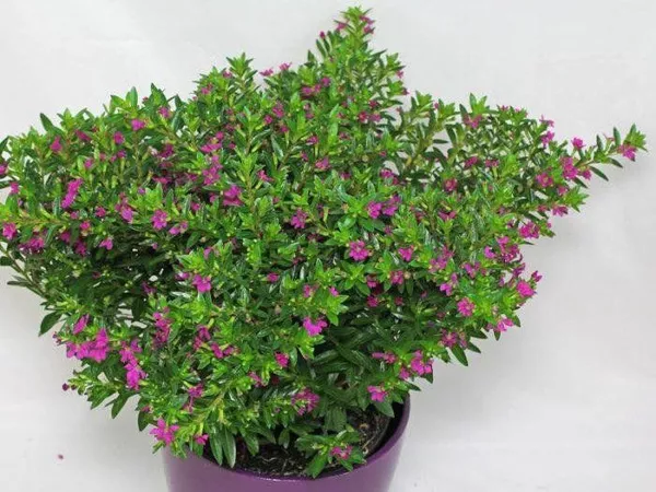 Куфея d9-10,ХР 