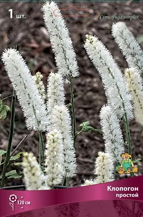 Корневище Клопогон простой I 1шт Поиск 