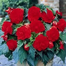 Клубень НВМ Бегония Дабл Рэд 4/5 2 шт 