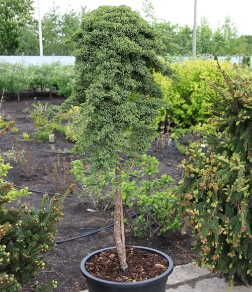 Можжевельник лежачий Нана v12 штамб 60 см 