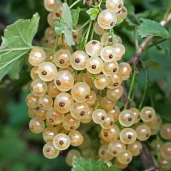 Смородина белая Баяна С2 20-40 ЦО 