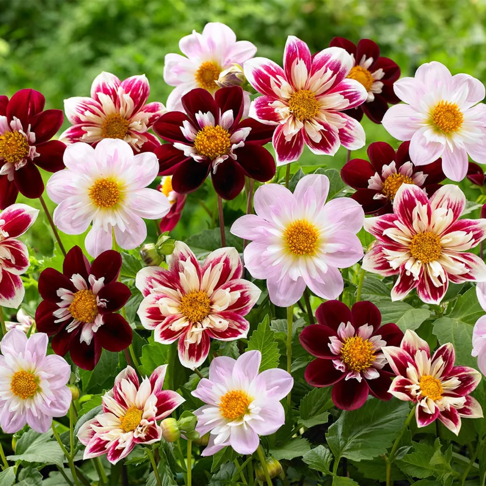 Клубень георгина Колларетте (I) 3 шт/уп 