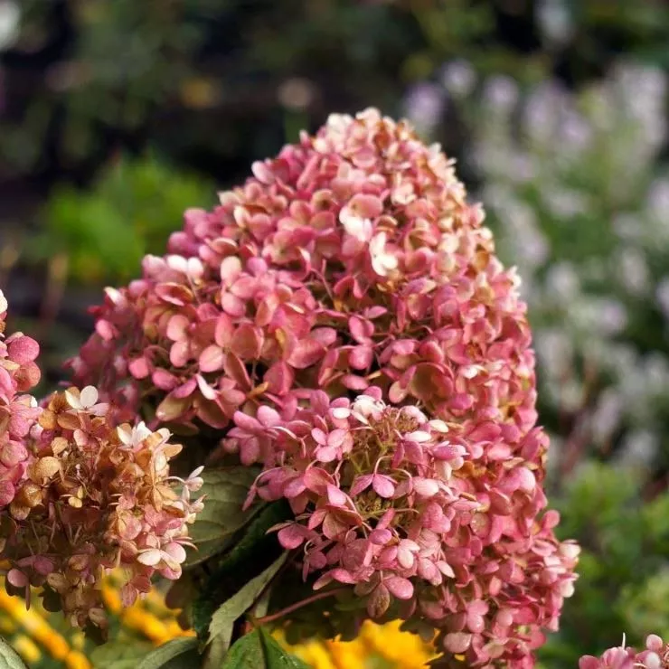 Гортензия метельчатая Инфинити C7.5 20-30 YP 