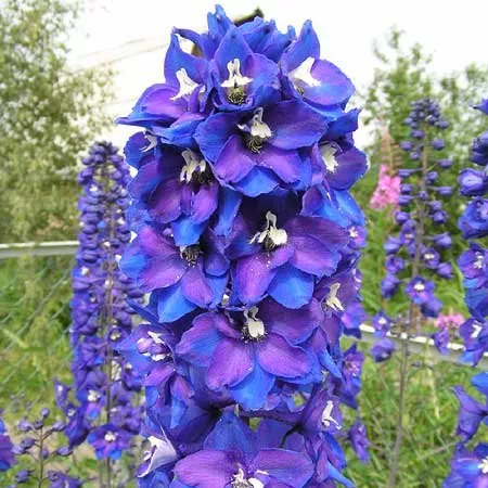 Дельфиниум(ЛФ) D12 