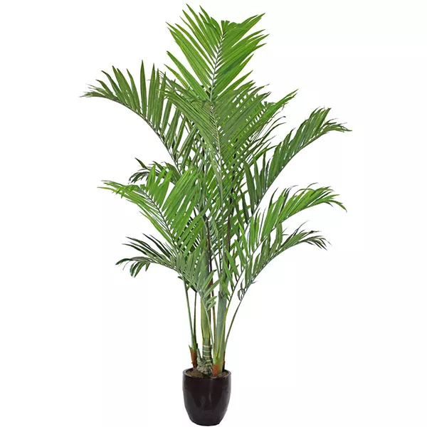 Дипсис желтоватый d27 h150 