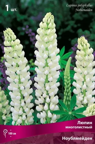 Корневище Люпин многолистный Ноублмейден1 штПоиск 
