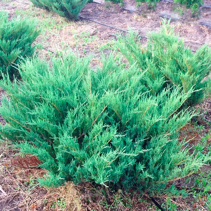 Растение можжевельник казацкий Блю дануб с25/60-80 Lt 