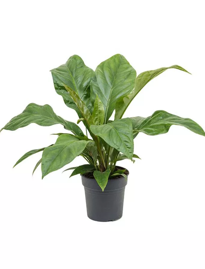 Антуриум Джангл Баш d21 h60 