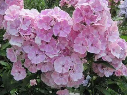 Флокс метельчатый Пикассо d15 ХР 