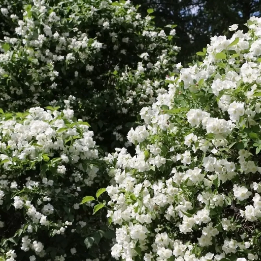 Арктика Чубушник