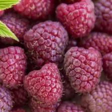 Малина ремонтантная Кремовая ночь красная в коробке Tim 