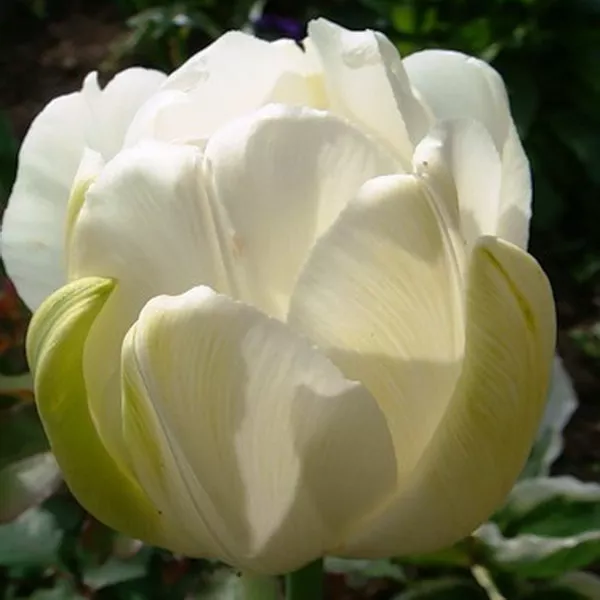 Луковица тюльпан Маурин дабл 11/12, 8 шт/уп 