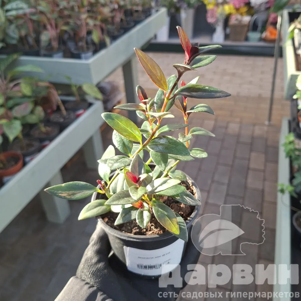 Нематантус микс d8 h10 