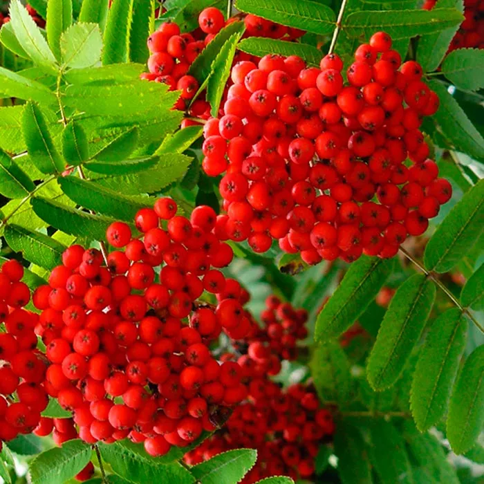 Рябина обыкновенная Фастигиата с20 h150-200 