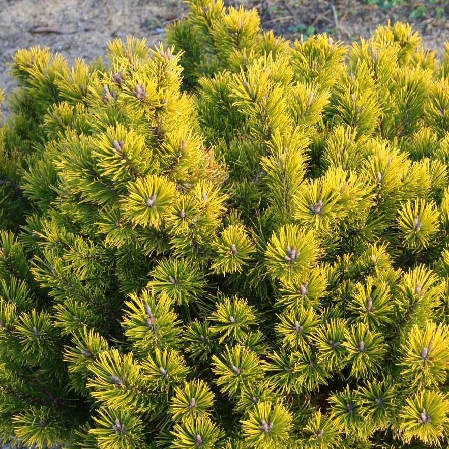 Растение сосна горная Литл голд стар 15-20 KG 
