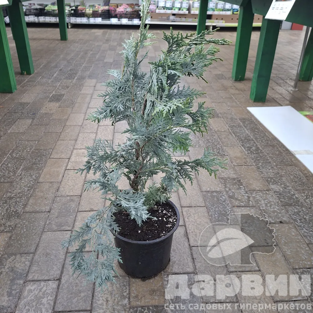Кипарисовик нутканский Глаука v5 Lav 