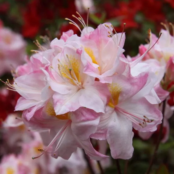 Азалия гибридная Сатоми p9 