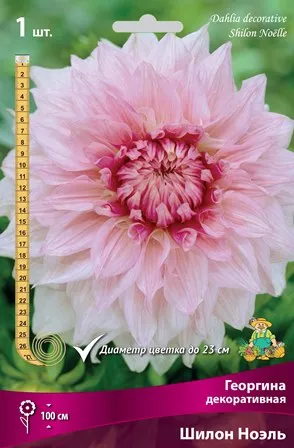 Клубень Георгина декоративная Шилон Ноэль I 1шт Поиск 