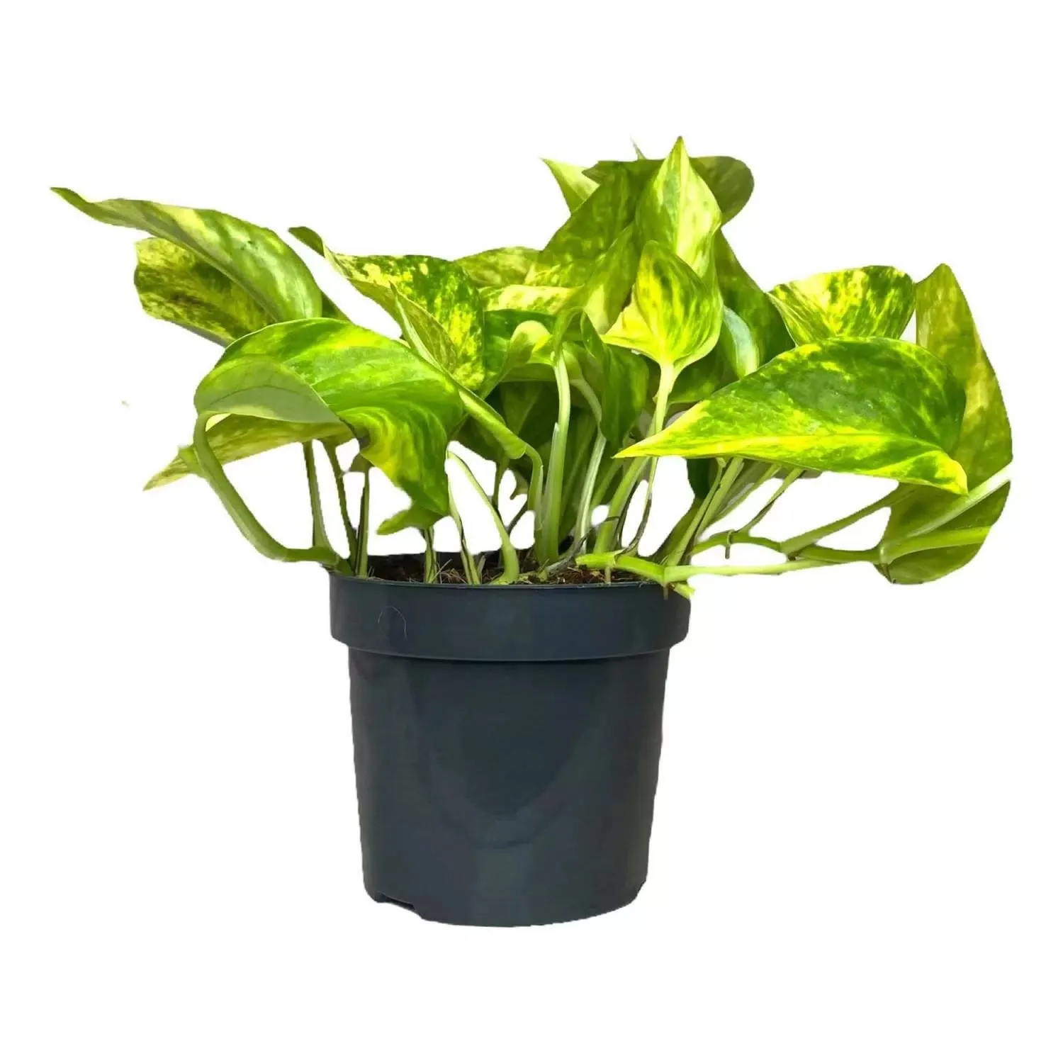 Эпипремнум d9 Ег 