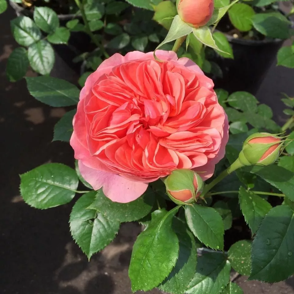 Роза парковая Чиппендейл оранжевый в коробке ЦО 