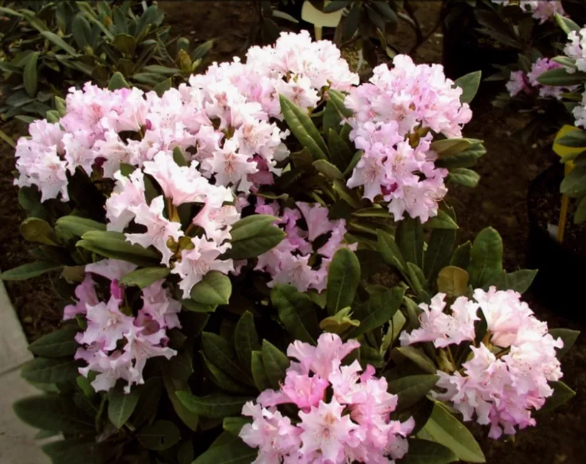 Рододендрон Похиолас Дотер v2 Tim 