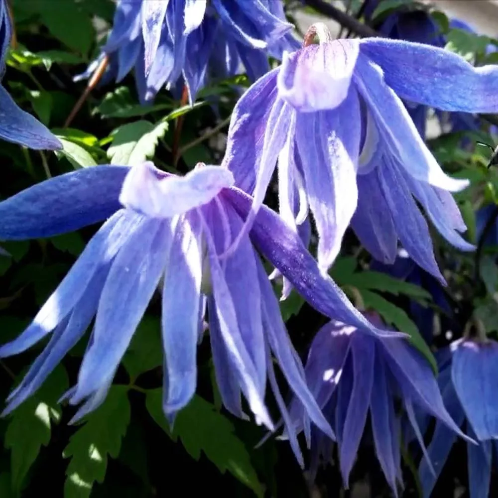 Клематис Сесиль v2 CL 