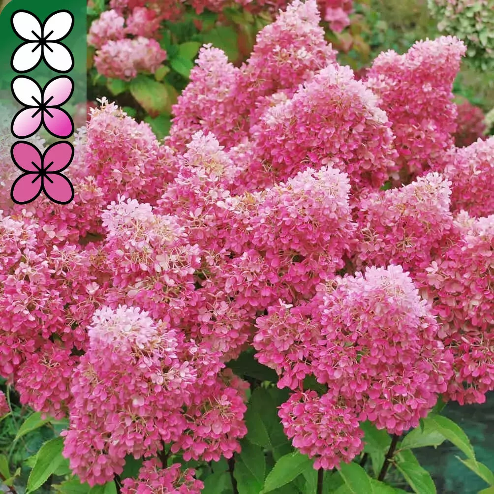 Гортензия метельчатая Петит Флори v3 Lav 