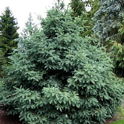 Растение ель койямаи Albospica 60-80 по цене  Растение ель койямаи Albospica 60-80