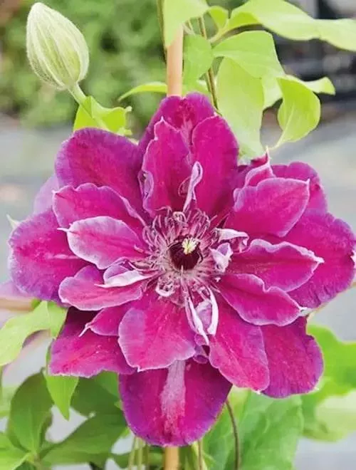 Клематис Май Бьюти p9 Cl 