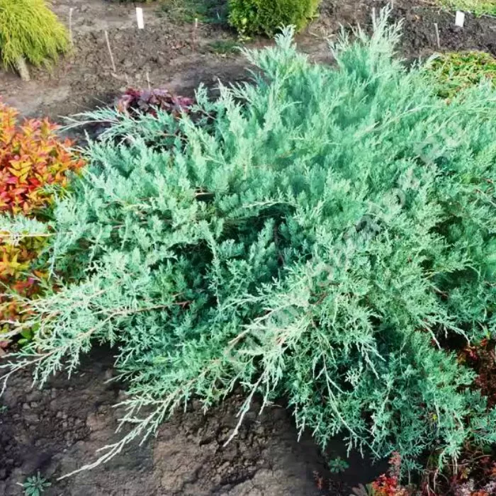 Растение можжевельник виргинский Хетс с2/40-60 Lt 