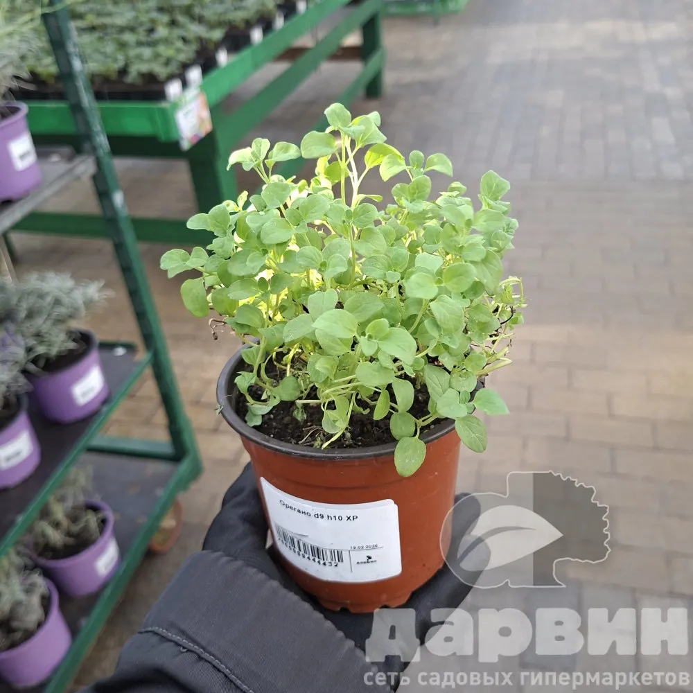 Орегано d9 h10 ХР 
