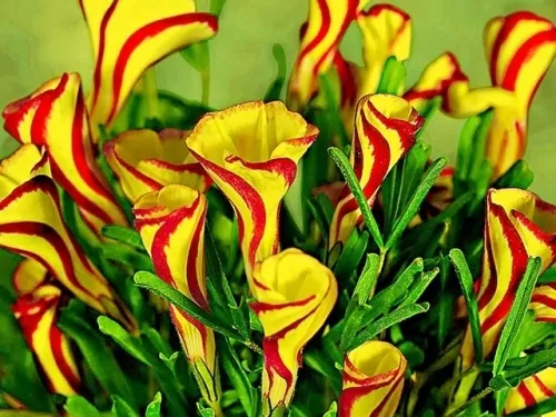 Клубень Кислица Пестроцветная Голден Кейп 3 шт/уп 