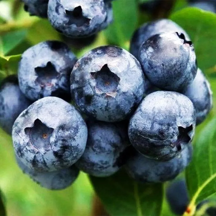 Голубика высокорслая Блюкроп v25 