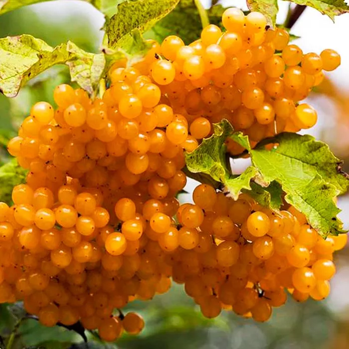 Калина обыкновенная Ксантокарпум v2 20-40 