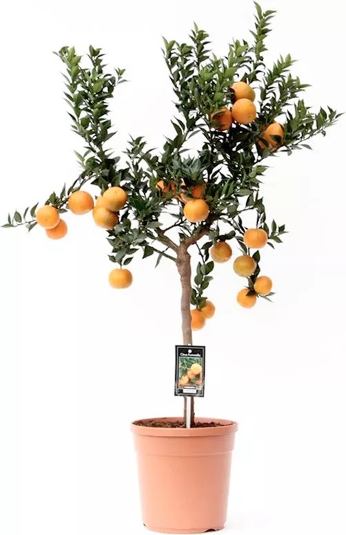 Цитрус Мандарин на штамбе d21 h80 