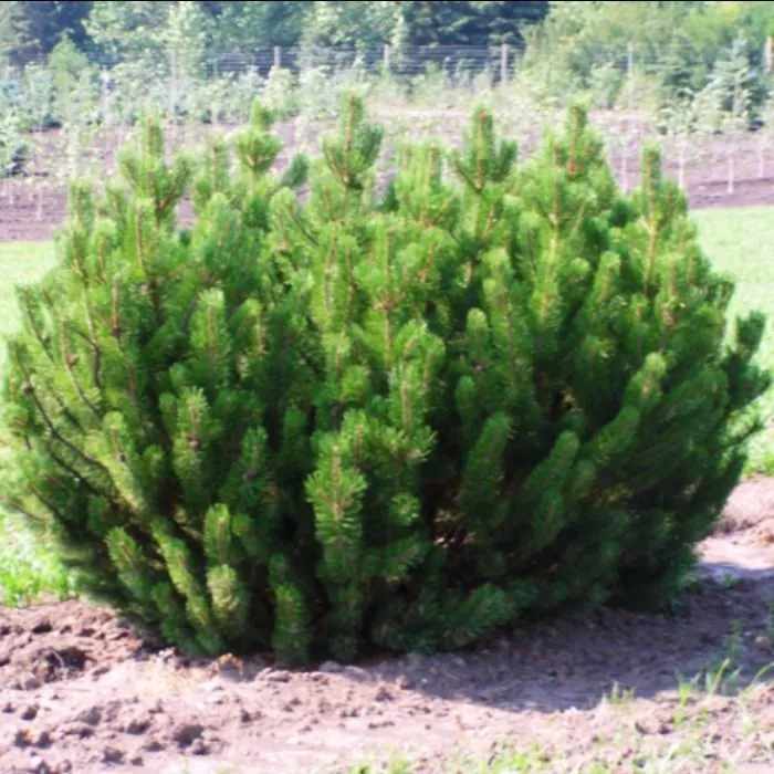 Растение сосна горная 50-60 KG 