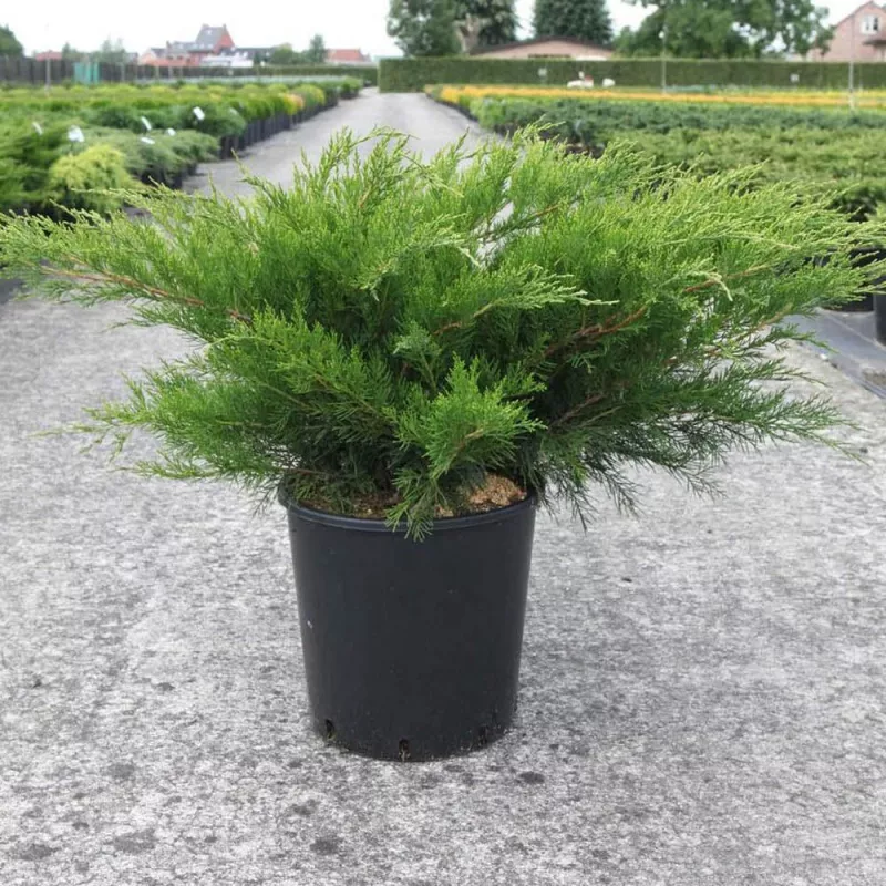 Можжевельник пфитцериана Минт Джулеп v15 50-70 