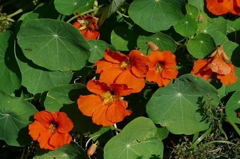 Купите семена летников 