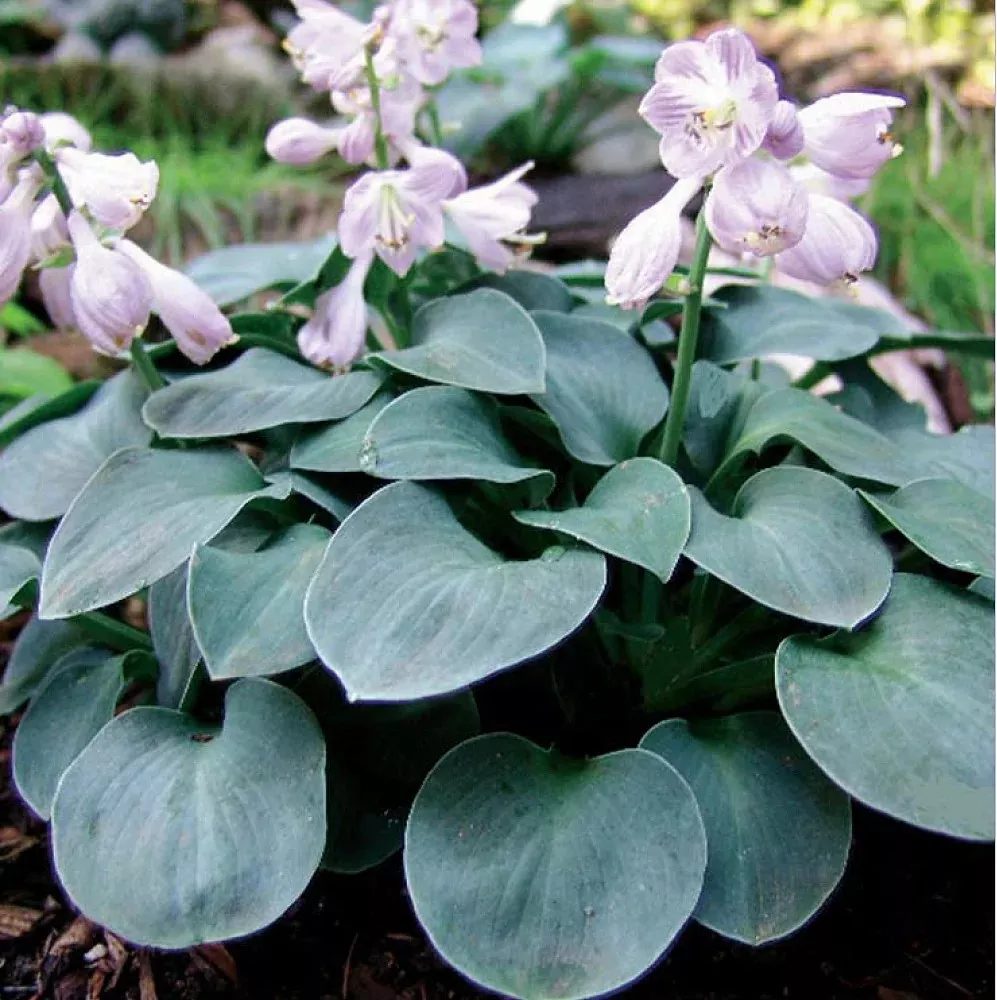 Корневище Хоста гибридная Блу Маус Ирс  1 шт Поиск 