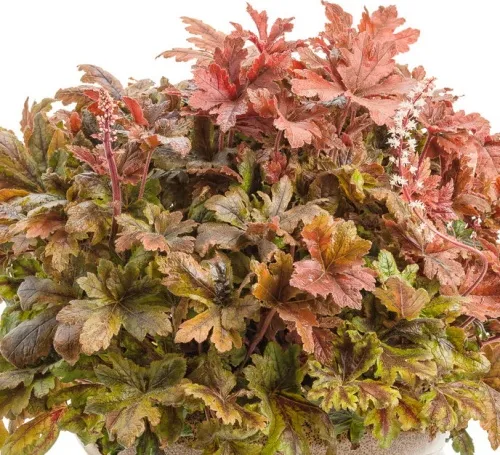 Корневище Гейхерелла Хопскотч l 1шт Поиск 