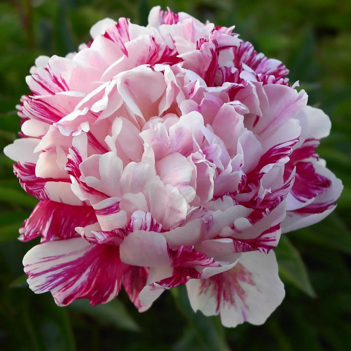 Пион Кенди Страйп v3-5 Tim 