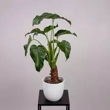 Алоказия Кукулата d12 