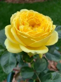 Роза спрей Каталина в коробке АФ 