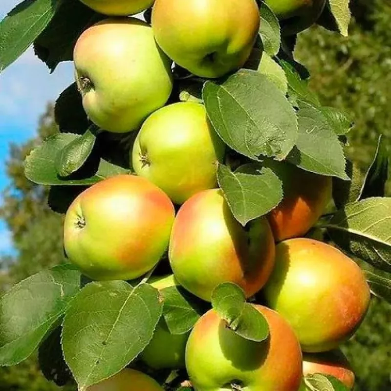 Яблоня колонновидная Президент v6 Nik 