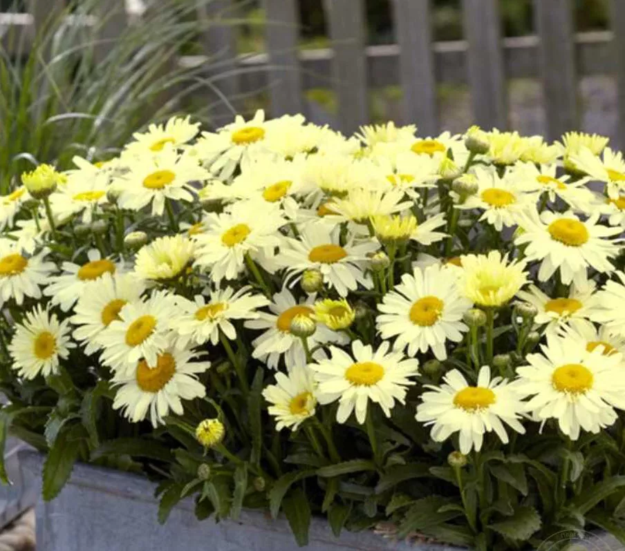 Нивяник О-ля-Лякрем d12 ХР 