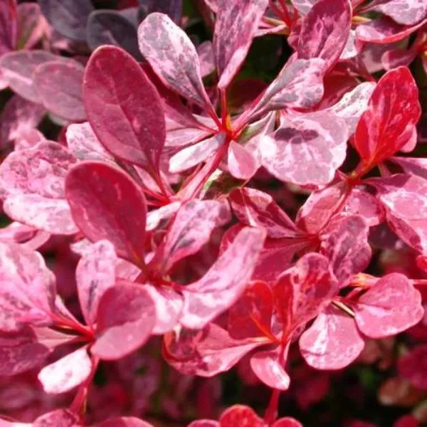 Барбарис тунберга Роуз Глоу c2 Kur 