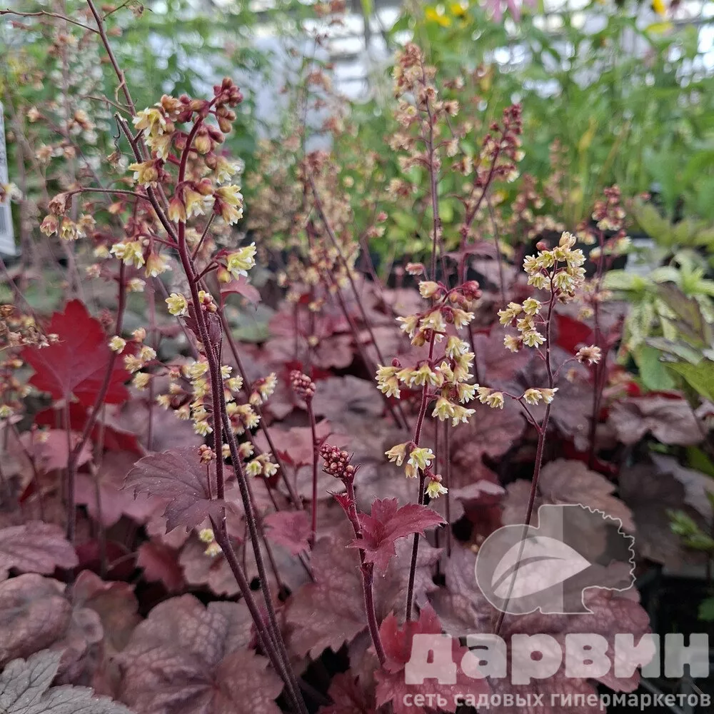 Гейхера гибридная Берри Смузи v5 Tim 