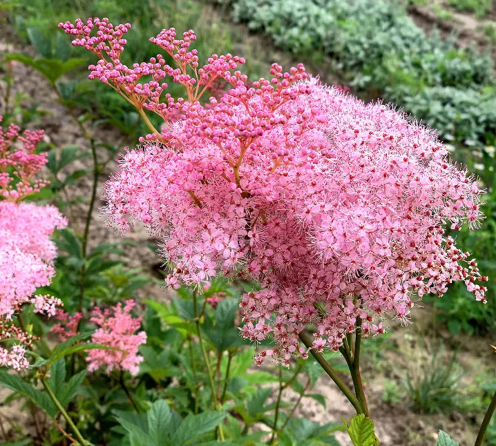 Лабазник красный Венуста d17 ХР 